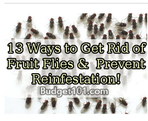 Fruit Fly Trap Heard On Air Blog