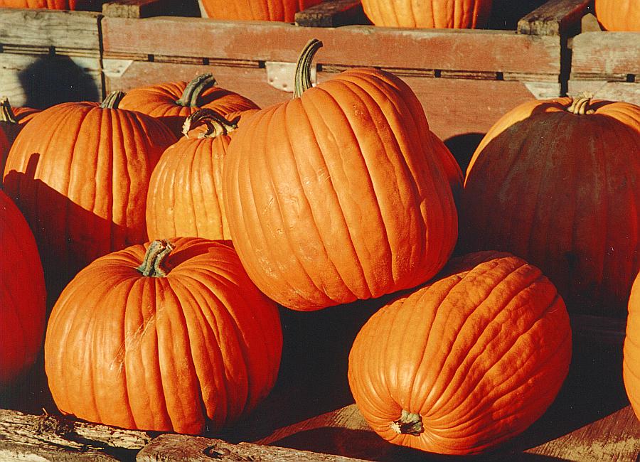 Big pumpkins, too many stairs…