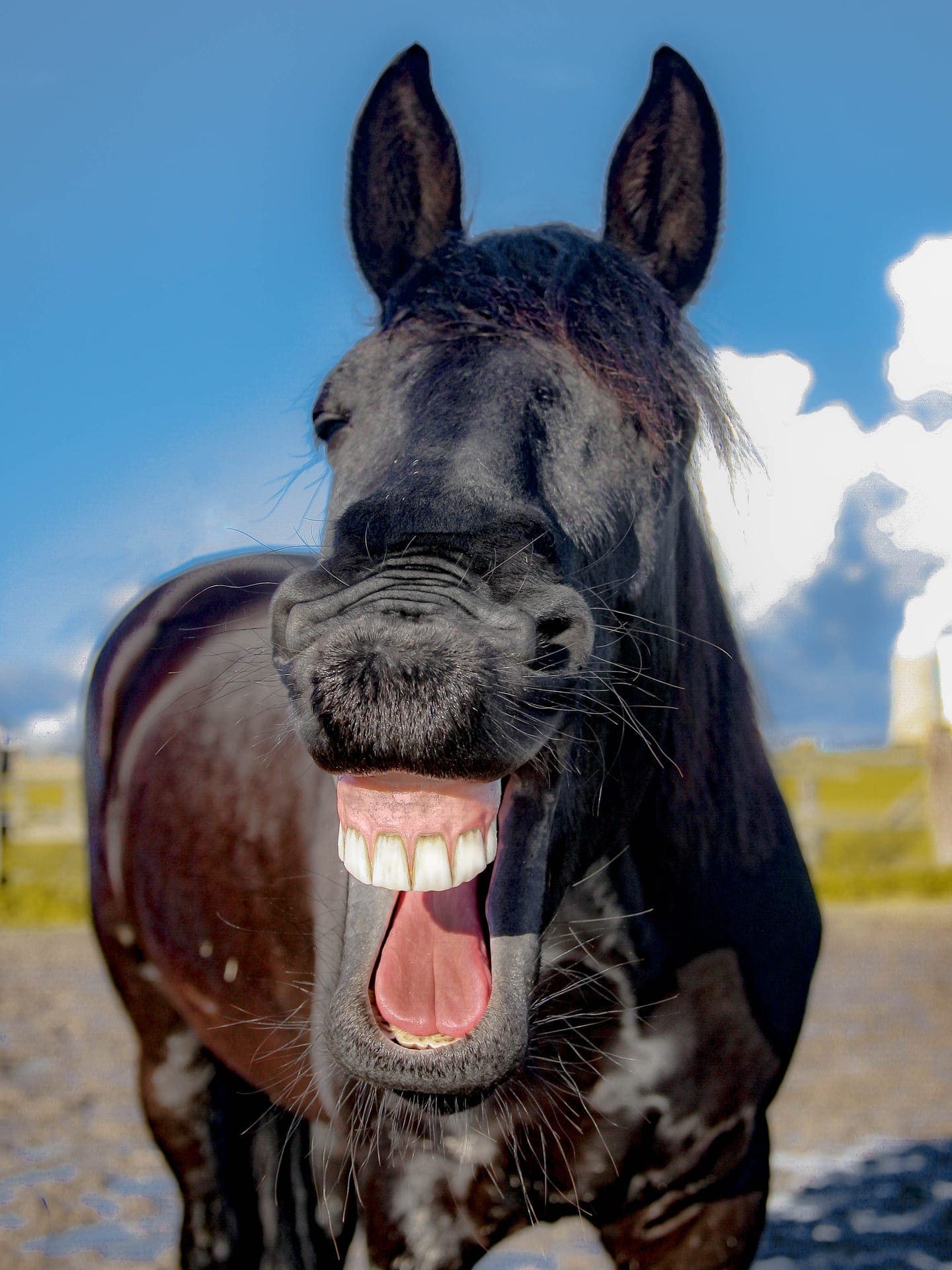 Look at the Gift Horse!