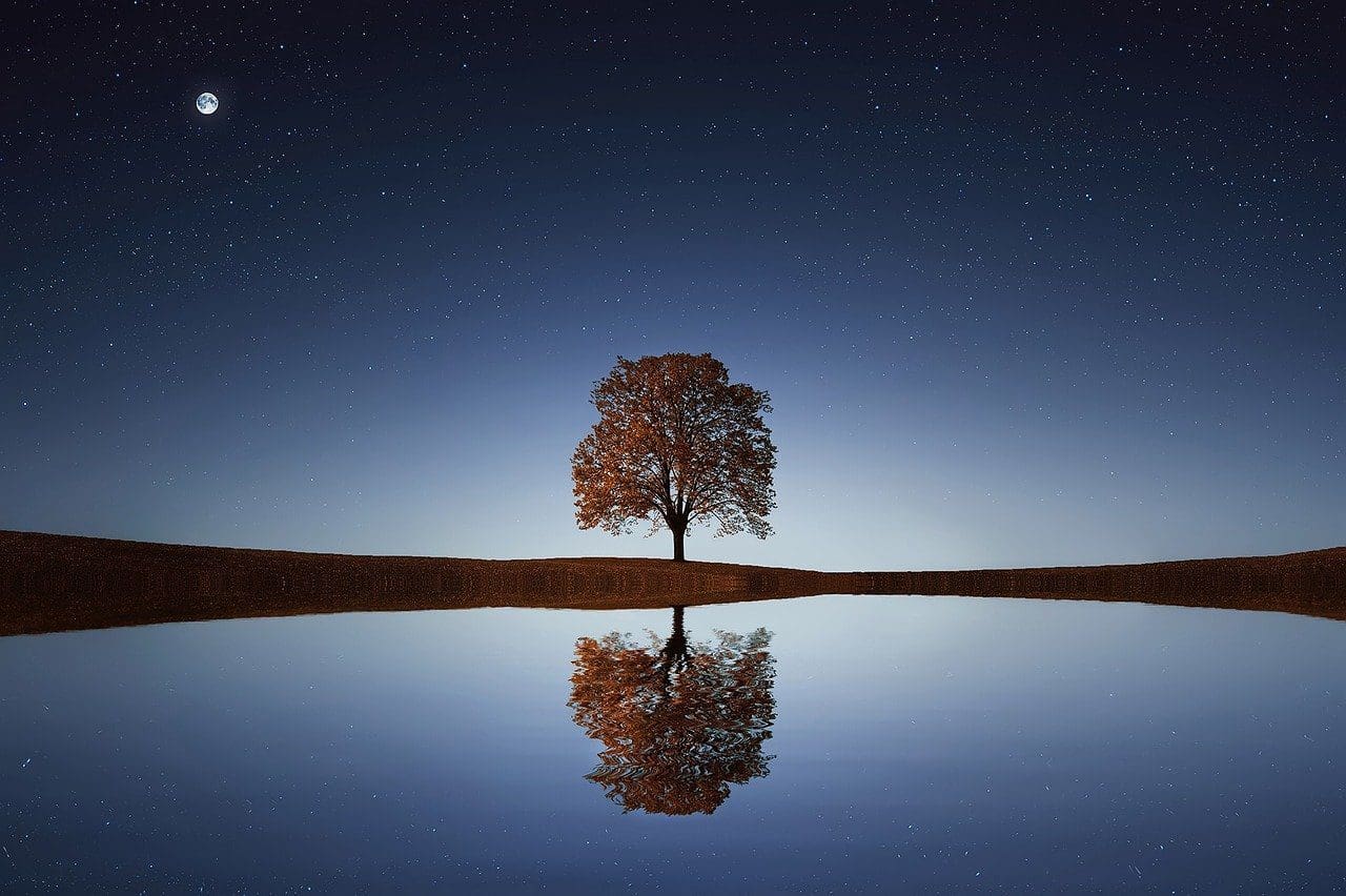 A Tree Side Hug
